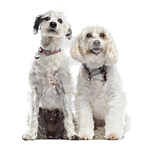 Two Mixed-breed dogs, sitting together