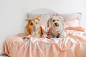 Two mixed breed dogs wearing pyjamas lying down on a bed