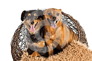 Two mixed breed rescue dogs posing