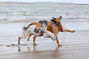 Two mixed dog puppies playing in the beach