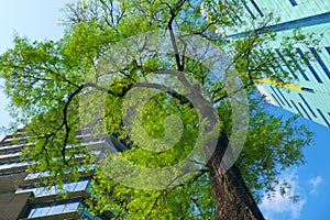 Two modern building with green tree on blue sky background