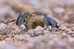 Two moiling strong dung beetles