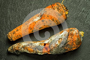 Two moldy bad carrots