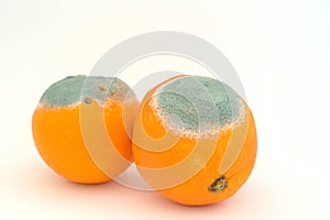 Two moldy oranges