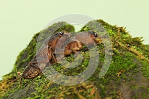 Two mole crickets are digging a moss-covered ground.
