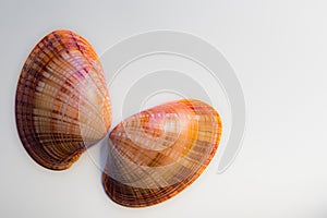 Two mollusc shells isolated against a white background