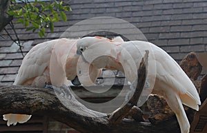 Two Moluccan Cockatoos nibbling