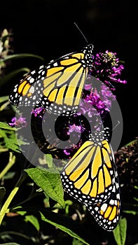 Two Monarch Butterflies on Buddleia photo