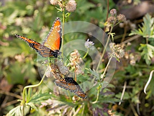 Two monarch butterflies on flower