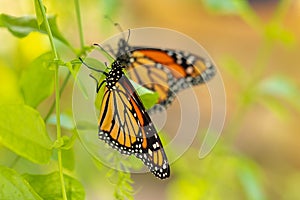 Two Monarch Butterflies In The Garden