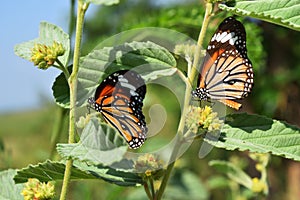 Two Monarch butterflies seeking nectar on flower in the field with natural green background