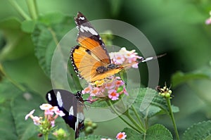 Two Monarch Butterflys Feeding on a Flower Plant photo
