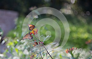 Two Monarch butterlies on flowers