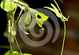 Two Monarch caterpillar eating.