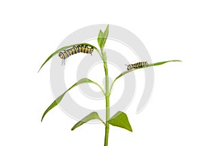 Monarch caterpillars on milkweed, isolated