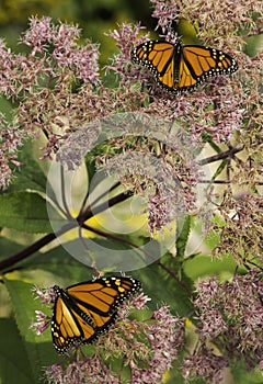 Two Monarchs (danuas plexippus)