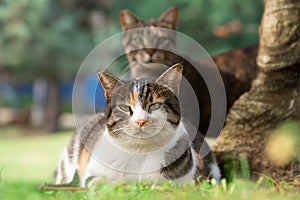 Two mongrel cats looking at the camera outdoors in summer park