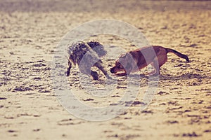 Two mongrel dogs playing together on beach