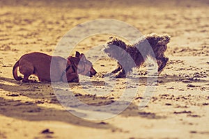 Two mongrel dogs playing together on beach