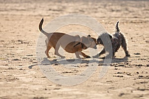 Two mongrel dogs playing together on beach