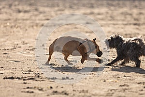 Two mongrel dogs playing together on beach