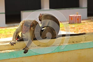 Two monkey sitting on the wall,