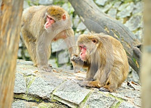 Two monkeys