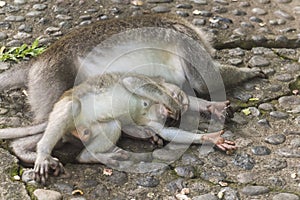 Two monkeys on Bali lying together