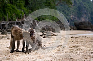 Two Monkeys on a Beach