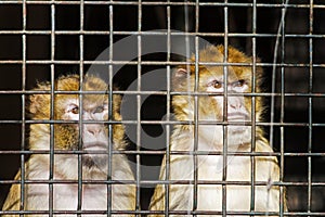 two monkeys behind the bars of a cage at the zoo