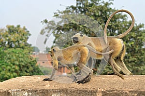 Two monkeys on the bridge
