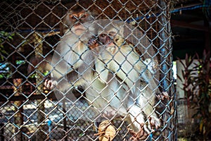 Two monkeys in cage of zoo