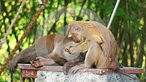 Two Monkeys checking for fleas