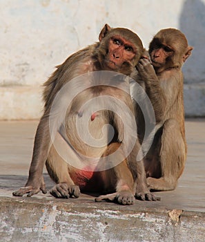 Two Monkeys at Chitrakoot, MP, India