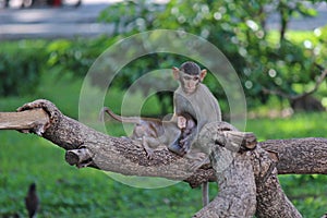 Two monkeys are climbing the branch of tree.