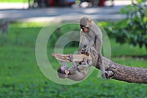 Two monkeys are climbing the branch of tree.
