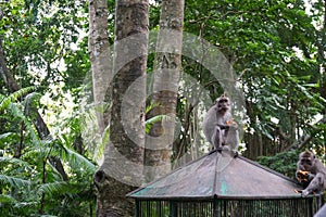 Two monkeys eating banana and patatoes at monkey forest, bali, Indonesia