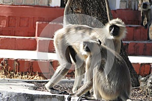 Two monkeys are enjoiying and watching for their food,