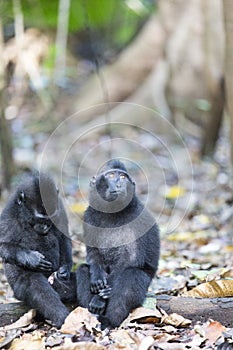 Two monkeys in the forest in north Sulawesi
