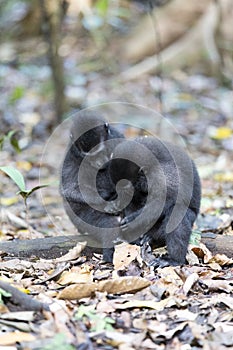 Two monkeys in the forest in north Sulawesi