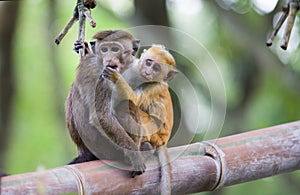 Two monkeys in hug on bamboo tree