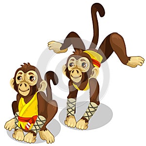 Two monkeys in a karate costume. Vector animals