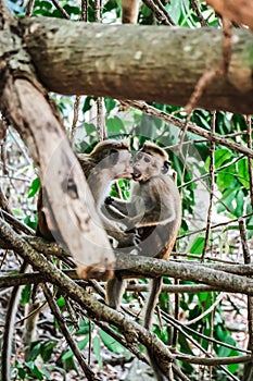 Two monkeys kissing sitting together on a tree. Cute emotions of a monkey couple. Peaceful moment with animals playing in natural