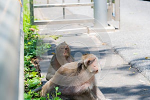 Two monkeys look with suspicion