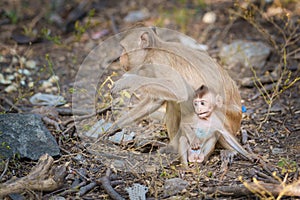 Two monkeys, mother and son, sit and snuggle happy, not far from the body. in the wild nature park at Khao Ngu Stone Park,