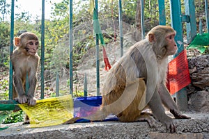 Two monkeys near the fence