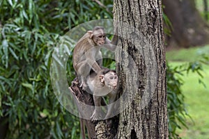 Two monkeys playing on the tree branch in the forest showing emotions to other monkey Sanjay Gandhi National Park  Mumbai  Maharas