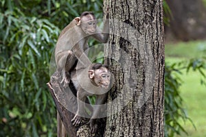 Two monkeys playing on the tree branch in the forest showing emotions to other monkey Sanjay Gandhi National Park  Mumbai  Maharas photo