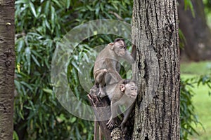 Two monkeys playing on the tree branch in the forest showing emotions to other monkey Sanjay Gandhi National Park  Mumbai  Maharas