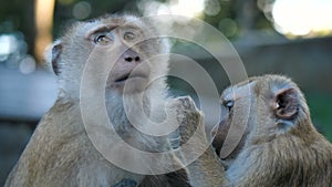 Two monkeys sit calmly, one grooming other's fur, tender act of care. This gentle grooming showcases essence of care